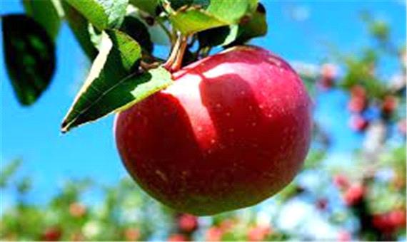 چه سرنوشتی برای سیب‌های آذربایجان غربی رقم خواهد خورد!