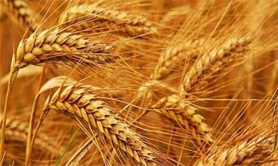 خرید 15هزار تن گندم از کشاورزان شهرستان اردبیل