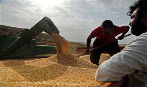 66 هزار تن گندم در آذربایجان‌شرقی خرید تضمینی شد