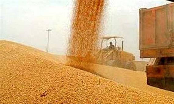 213 هزار تن گندم از زارعان آذربایجان غربی خریداری شد