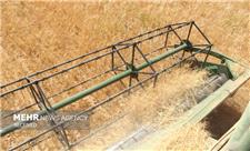 خرید گندم از کشاورزان آذربایجان شرقی 30 درصد افزایش یافت