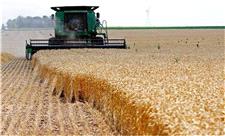 افزایش 30 درصدی خرید گندم از کشاورزان آذربایجان‌شرقی