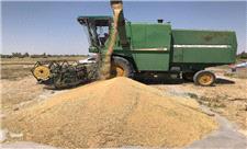 افرایش 52 درصدی خرید گندم در آذربایجان شرقی