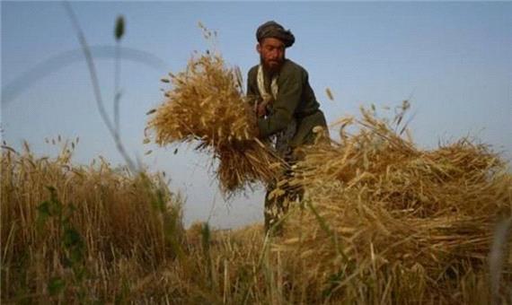 خرید 209 هزار تن گندم از کشاورزان اردبیلی