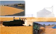 410 هزار تن گندم در آذربایجان غربی از کشاورزان خریداری شد