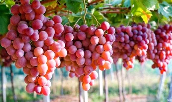 برداشت بیش از 180 هزارتن انگور از باغات آذربایجان‌غربی