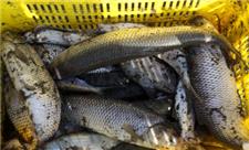 اشتغال 370 نفر به صید ماهی در دریاچه سد ارس پلدشت