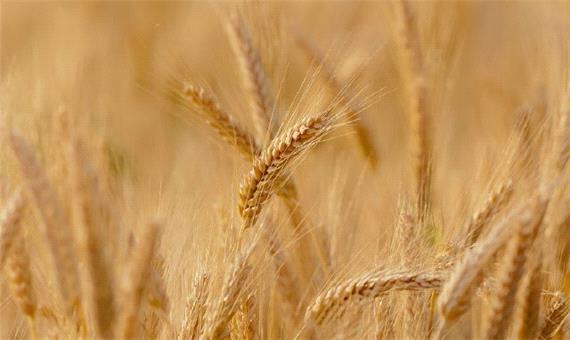 افزایش خرید گندم مازاد کشاورزان در مراغه