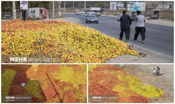 افت و خیز سیب صنعتی در آذربایجان غربی/ چرخه تولید کامل نیست