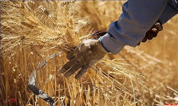 پیش بینی تولید بیش از 688 هزار تن گندم پاییزه در آذربایجان غربی