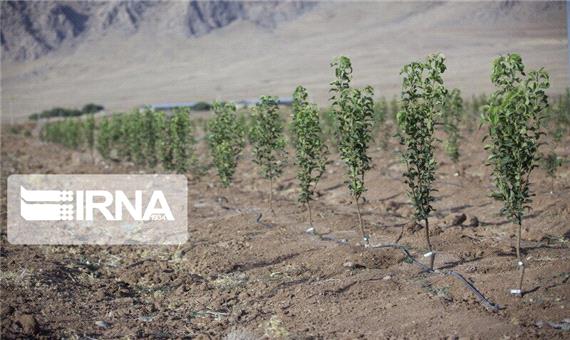 یک هزار هکتار اراضی پارس آباد مغان به زراعت چوب اختصاص یافت