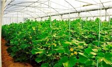 برنامه وزارت جهاد کشاورزی افزایش 6 برابری گلخانه‌های کشور است