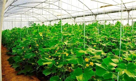 برنامه وزارت جهاد کشاورزی افزایش 6 برابری گلخانه‌های کشور است