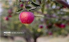 فرصت 2 ماهه صادرات 450 هزار تن سیب آذربایجان غربی