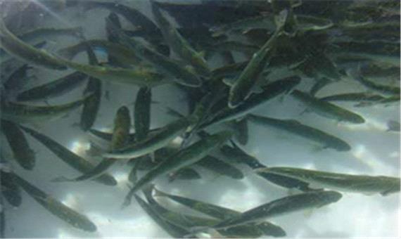 استقرار گروه‌های صید ماهیان مولد در رودخانه‌های شیلاتی مازندران