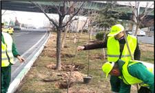 اجرای طرح بهاران خدمت با کاشت دو هزار و 320 اصله درخت در منطقه 8