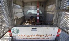 جمع‌آوری روزانه 60 قلاده سگ ولگرد از سطح شهر و انتقال به نقاهتگاه آرادکوه