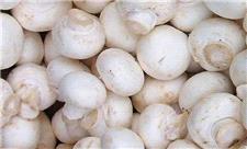 تولید سالانه 1200 تن قارچ خوراکی در بستان آباد