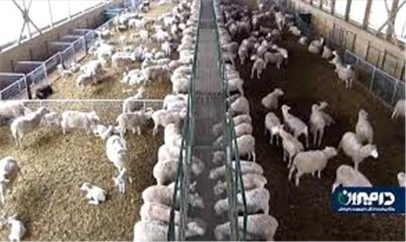 افتتاح مجموعه گوسفندداری 32 هزار و400 راسی در شبستر