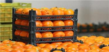 میوه تنظیم بازار در 35 نقطه آذربایجان غربی توزیع می‌شود