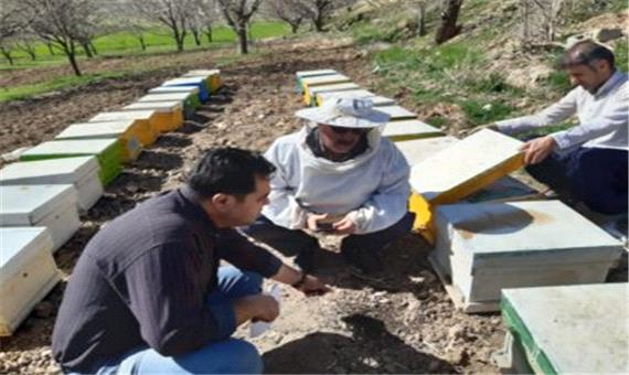 نیش سموم کشاورزی بر صنعت زنبورداری مهاباد