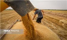 44 مرکز گندم تولیدی کشاورزان اردبیل را خریداری می‌کنند