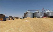 185 هزار تن گندم در آذربایجان شرقی خرید تضمینی شد