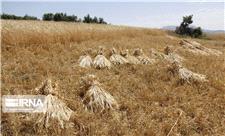 بهبود معیشت روستائیان دستاورد طرح جهش تولید در دیمزارهای آذربایجان شرقی