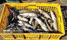 آغاز صید 3200 تن انواع ماهی از منابع آبی آذربایجان شرقی