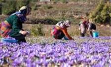 برداشت زعفران از 46 هکتار از مزارع آذربایجان غربی