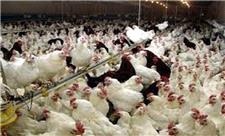 61 واحد پرورش مرغ مادر در آذربایجان‌غربی فعال است