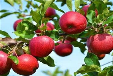 پیشبینی تولید بیش از 170 هزار تن سیب در میانه پیشبینی تولید بیش از 170 هزار تن سیب در میانه