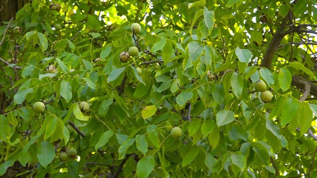 سرشاخه کاری درختان گردو در مراغه