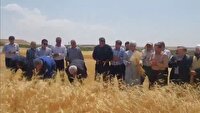 پیش بینی تولید ۳۰ هزار تن گندم در مراغه