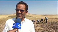 برداشت ۶ هزار تن نخود در شهرستان هشترود