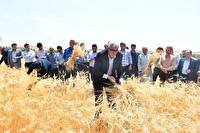 شکرگزاری برداشت گندم در شهر خداجوی مراغه