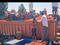 گوجه فرنگی کاران پارس آباد در ضرر و زیان