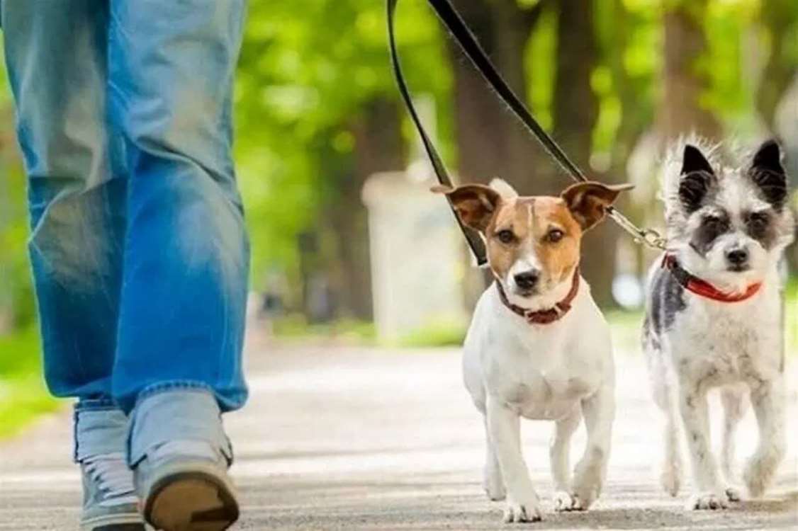 سگ‌گردانی بدون رعایت اصول بهداشتی، تهدیدی برای سلامت عمومی است