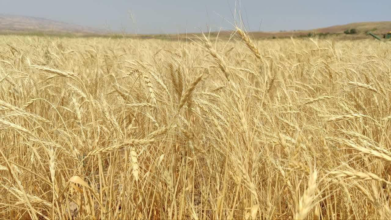 پیام آذری