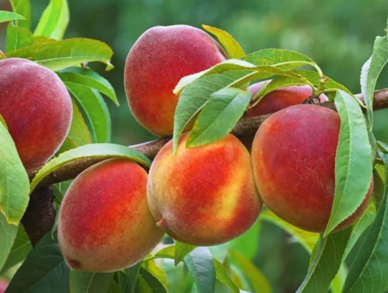پیام آذری