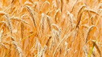خرید بیش از ۱۲۵ هزار تن گندم در آذربایجان غربی