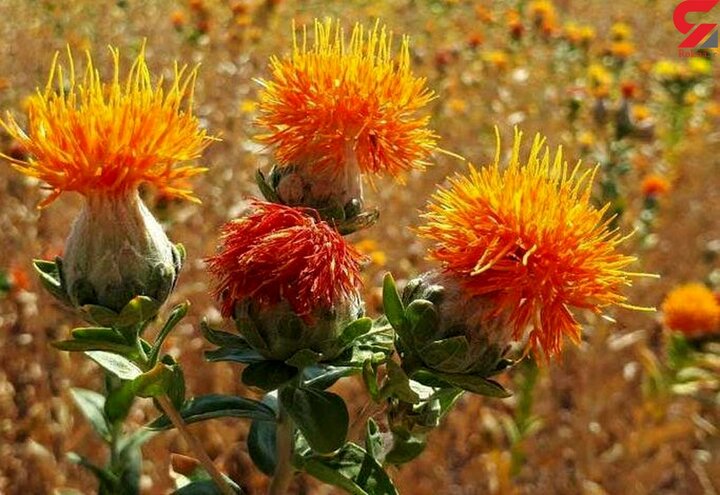 آغاز برداشت گلرنگ صفه در اراضی کم‌بازده آذربایجان شرقی