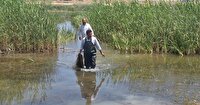 کشف و جمع‌آوری ۸ رشته تور دام ماهیگیری غیرمجاز در تالاب نوروزلو
