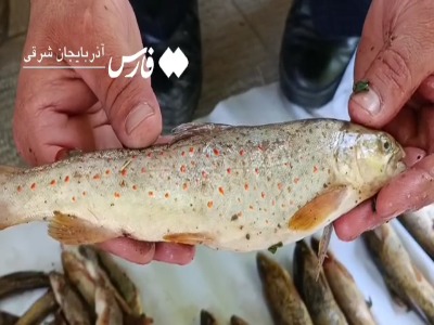 دستگیری صیادان غیرمجاز «ماهی خال قرمز» در مراغه