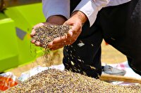 خرید تضمینی ۲ هزار و ۱۵۰ تن کلزا در آذربایجان شرقی