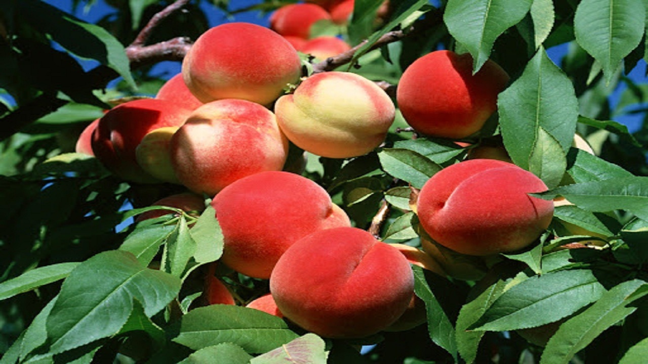 پیام آذری