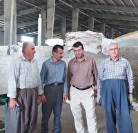 آغاز پرداخت ۸۰ درصد بهای گندم بذری خریداری‌شده در بوکان