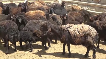 پیام آذری