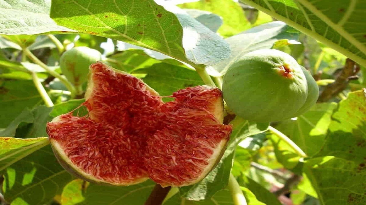 پیام آذری