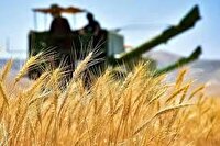پرداخت ۴۸ درصد مطالبات گندم‌کاران آذربایجان‌شرقی